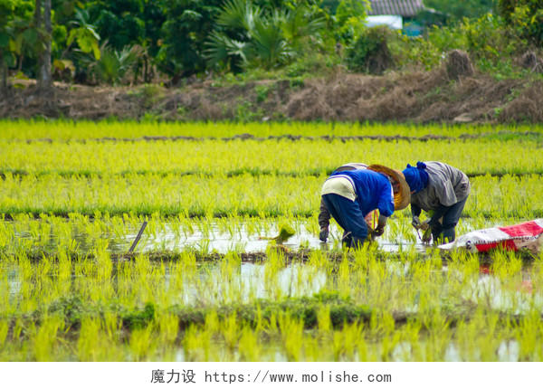 农民种植水稻图辛苦工作传统二十四节气24节气谷雨二十四节气24节气小满